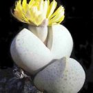 100 SEEDS Dinteranthus Wilmotianus (Exotic living stone rock mesembs cacti seed)