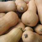 50 Seeds Butternut Pumpkin (Calabaza long neck squash vegetable good to eat seed) 50 Seeds Butternut Pumpkin (Calabaza long neck squash vegetable good to eat seed)