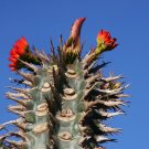 50 Seeds Euphorbia Viguieri (Exotic rare succulent madagascar palm cacti seed)