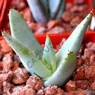 50 SEEDS RARE ALOE CLAVIFLORA JACKAL'S TAIL (Exotic succulent agave plant seed) 50 SEEDS RARE ALOE CLAVIFLORA JACKAL'S TAIL (Exotic succulent agave plant seed)
