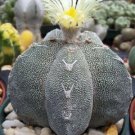 50 SEEDS Astrophytum Myriostigma ONZUKA (Exotic Japan cultivar cacti rare cactus)
