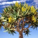 10 SEEDS Aloe Dichotoma (Exotic quiver tree big succulent rare desert plant seed)