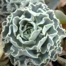100 SEEDS ECHEVERIA SHAVIANA BLUE CURLS (Exotic rare succulent hen and chick seed)