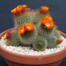 100 SEEDS Parodia Microsperma Notocactus (Exotic flowering cacti rare cactus seed)