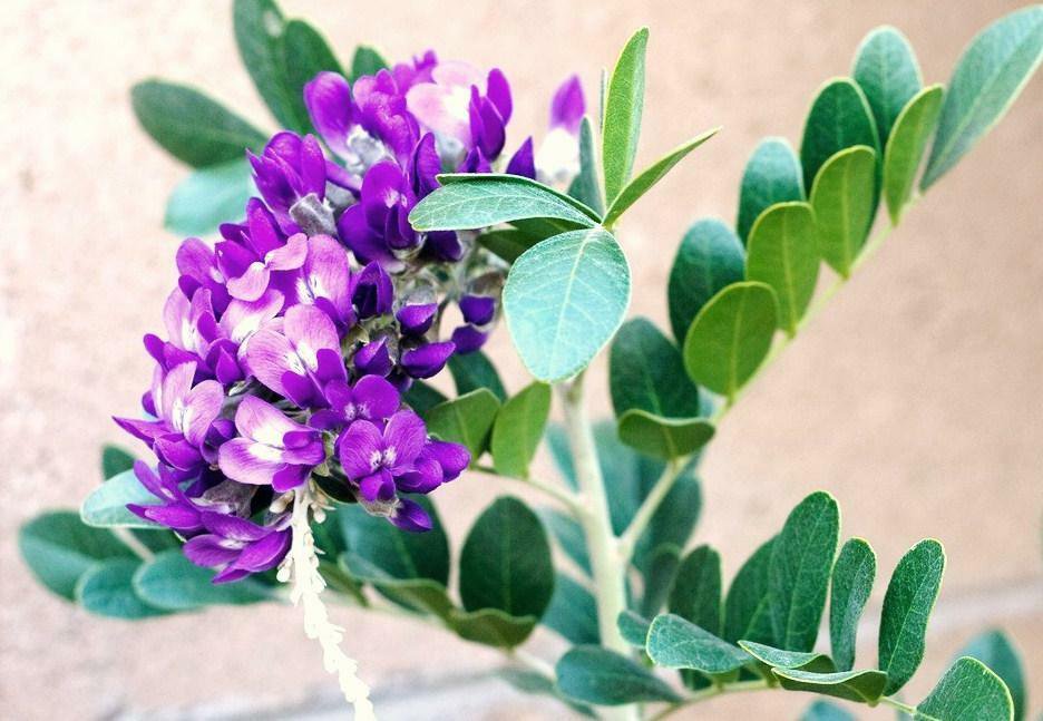 15 Seeds Sophora Secundiflora (Exotic Texas Mountain Laurel rare Mescal ...