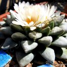 10 SEEDS RARE ARIOCARPUS RETUSUS (Exotic desert living rock cactus cacti seed) 10 SEEDS RARE ARIOCARPUS RETUSUS (Exotic desert living rock cactus cacti seed)