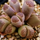 100 SEEDS Lithops Marmorata (Exotic living stone rock succulent cacti seed)