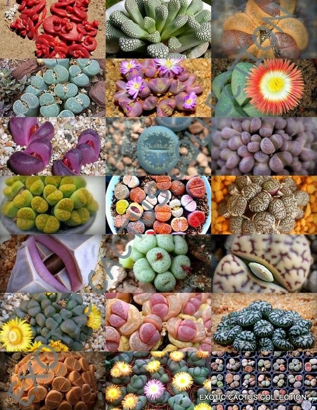 100 SEEDS STONE PLANTS MIX (Lithops mesembs succulent rocks living stones seed)