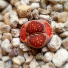 100 SEEDS RARE LITHOPS JULIIFULLERI (Living stones exotic rock ice plant seed)