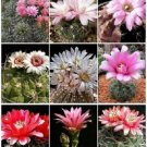 50 SEEDS GYMNOCALYCIUM VARIETY MIX (Cactus rare cacti mixed lot lots semi seed)