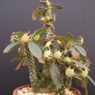 50 SEEDS Dorstenia Foetida (Rare succulents caudex bonsai cactus seed)
