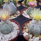10 SEEDS Astrophytum Asterias Super Kabuto (5 ribs exotic cacti rare cactus seed)