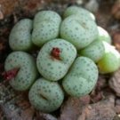 100 SEEDS Conophytum Truncatum (xotic rock rare living stones mesemb cacti seed)