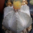 100 SEEDS Astrophytum Multicostatum ONZUKA (6 ribs rare japan v cultivar cactus)