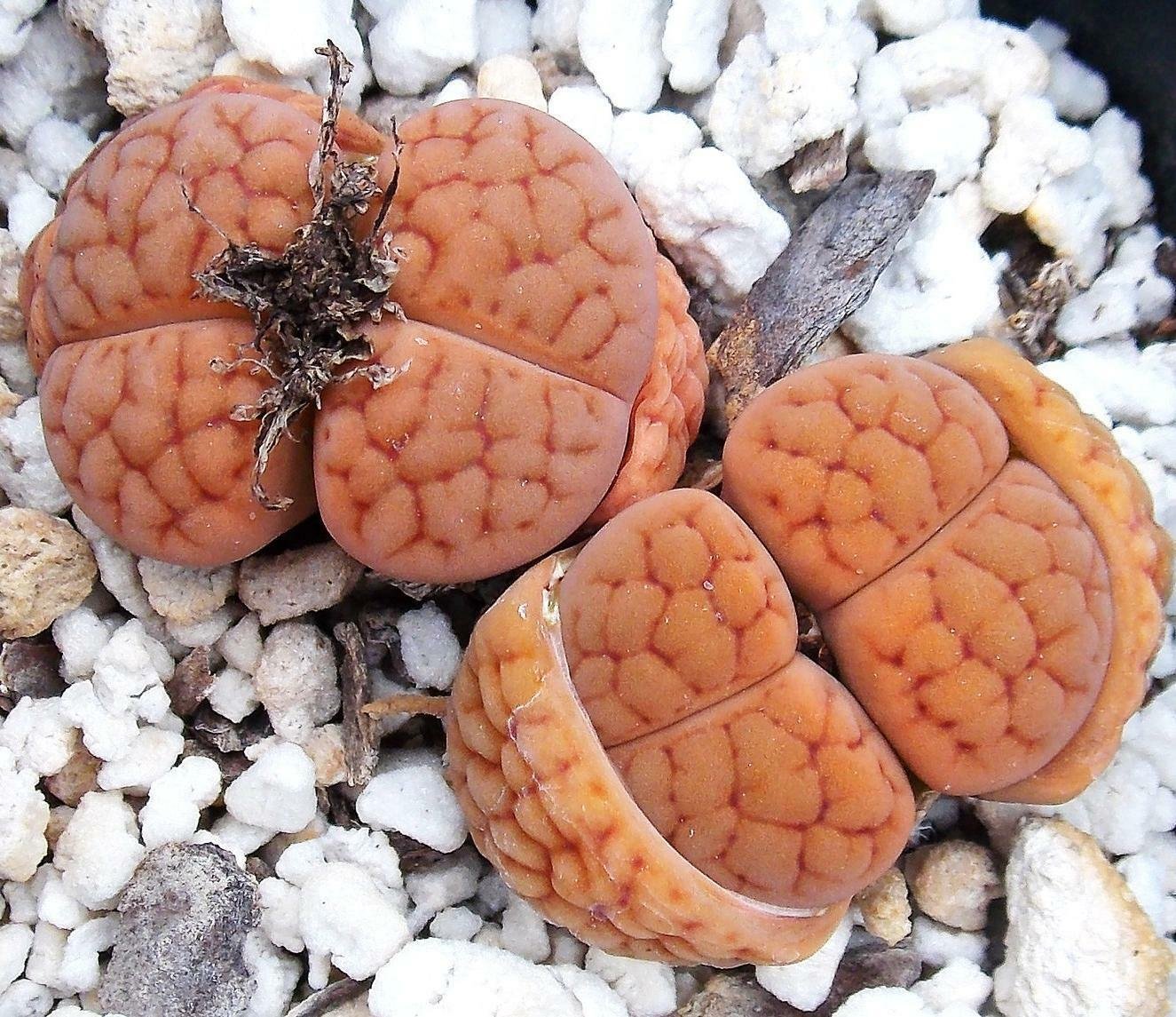 50 SEEDS Lithops hookeri LUTEA (Rare living stones exotic mesembs live rocks seed)