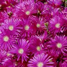 100 SEEDS Lampranthus Blandus (Rare mesembryanthemum stone succulent mesembs seed)
