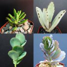 2" POT KALANCHOE COLLECTION (Rare bryophyllum variety succulent garden plants)