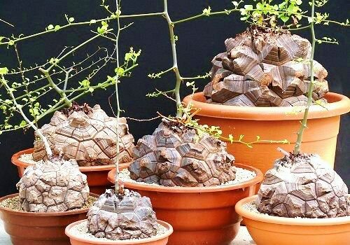 20 Seeds Dioscorea Elephantipes (Rare Testudinaria elephant foot yam Caudiciform)