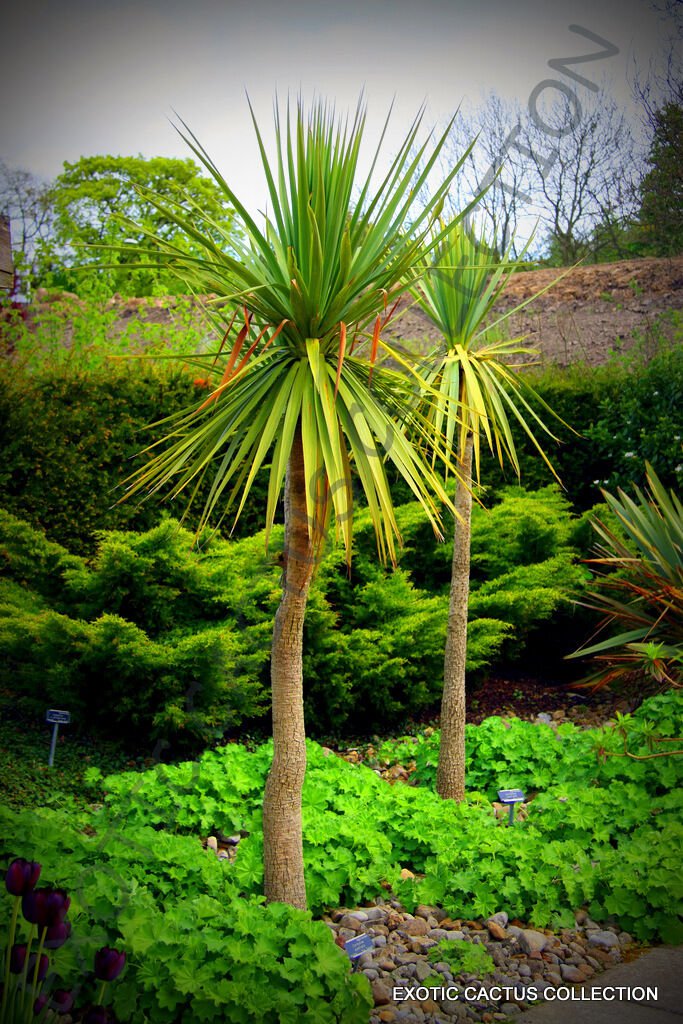 10 SEEDS CORDYLINE AUSTRALIS (Cabbage tree exotic rare palm trees plant seed)