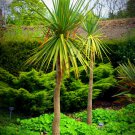 10 SEEDS CORDYLINE AUSTRALIS (Cabbage tree exotic rare palm trees plant seed) 10 SEEDS CORDYLINE AUSTRALIS (Cabbage tree exotic rare palm trees plant seed)