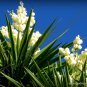 10 SEEDS CORDYLINE AUSTRALIS (Cabbage tree exotic rare palm trees plant seed)