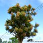 10 SEEDS CORDYLINE AUSTRALIS (Cabbage tree exotic rare palm trees plant seed)