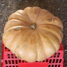 20 Seeds Long Island Cheese (Pumpkin edible sweet good taste calabaza fruit seed)