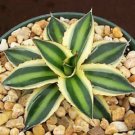 6" Pot Agave Lophantha Quadricolor (Variegated rare succulent plant cactus huge)