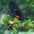 100 SEEDS Nashia Inaguensis Bahamas Berry (Exotic Florida native fruits bird seed)