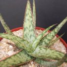 10 Seeds Aloe Cultivar Shark God (Exotic South Africa rare succulent bonsai seed)