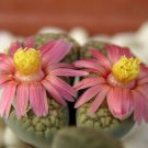 15 SEEDS Lithops Verruculosa Rose of Texas (Living stone rock stone seed)
