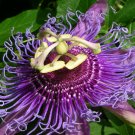 100 SEEDS Passiflora Incarnata Maracuja (Passion fruit vine maypop fragrant seed)