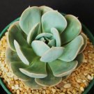 100 SEEDS Echeveria Derenbergensis (Rare succulent hen and chick aloe plant seed) 100 SEEDS Echeveria Derenbergensis (Rare succulent hen and chick aloe plant seed)