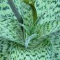 100 SEEDS ALOE DELTA LIGHTS (Hybrid exotic color succulent rare flowering seed)