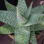 100 SEEDS ALOE DELTA LIGHTS (Hybrid exotic color succulent rare flowering seed)