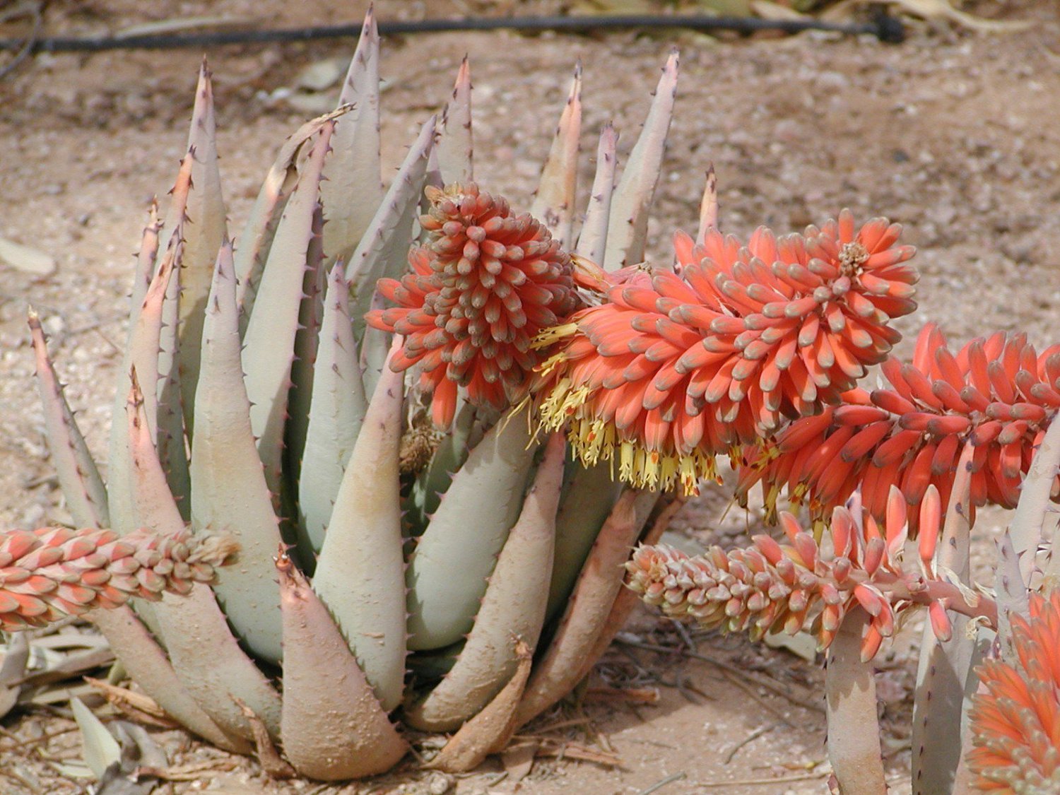 100 SEEDS ALOE CLAVIFLORA JACKAL'S TAIL (Exotic succulent rare agave plant seed)