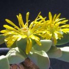 15 SEEDS Bijlia Cana (Living stones exotic rare mesembs rock cactus caudex seed)