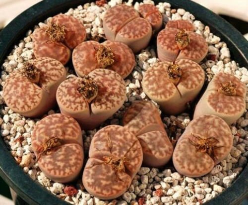 50 SEEDS Lithops Bromfieldii (Rare mesembs rock succulent living stones seed)