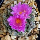50 SEEDS Ariocarpus Fissuratus (Exotic living stone rock rare cactus cacti seed)