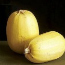 50 Seeds Spaguetii Squash (Rare Pumpkin pasta substitute organic good to eat seed)