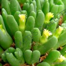 15 SEEDS RARE CONOPHYTUM ROSTRATUM (Mesemb exotic semi rock living stones seeds)