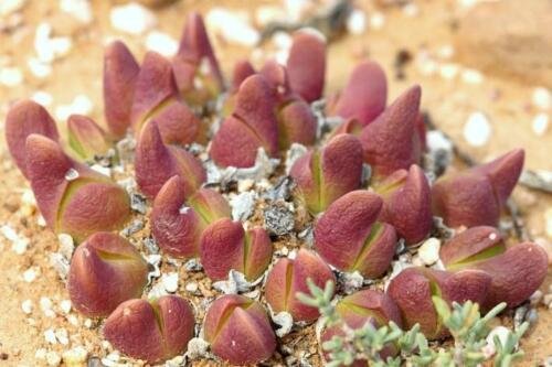 100 SEEDS Gibbaeum Gibbosum (Exotic succulent rare living rocks mesemb seed)