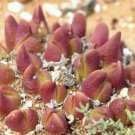 100 SEEDS Gibbaeum Gibbosum (Exotic succulent rare living rocks mesemb seed)
