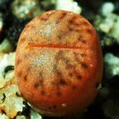 100 SEEDS LITHOPS BROMFIELDI INSULARIS (Living stones exotic rock plant rare seed)