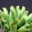 15 SEEDS RARE CONOPHYTUM SUPREMUM (Mesemb exotic semi rock living stones seeds)