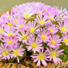 15 SEEDS RARE CONOPHYTUM LIMPIDUM (Mesemb exotic semi rock living stones seeds)
