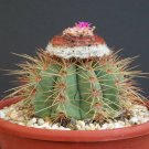 100 SEEDS Melocactus Oreas Cremnophilus (Exotic turk's cacti rare cactus seed) 100 SEEDS Melocactus Oreas Cremnophilus (Exotic turk's cacti rare cactus seed)