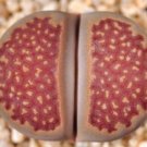 100 SEEDS LITHOPS HALLII OCHRACEA (Rare living stones rock RED mesemb exotic seed) 100 SEEDS LITHOPS HALLII OCHRACEA (Rare living stones rock RED mesemb exotic seed)