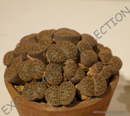 100 SEEDS RARE LITHOPS HOOKERI ELEPHINA (Exotic living stones mesembs seed)