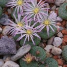 15 SEEDS Conophytum Obcordellum (Ceresianumliving stones mesemb cacti seed)
